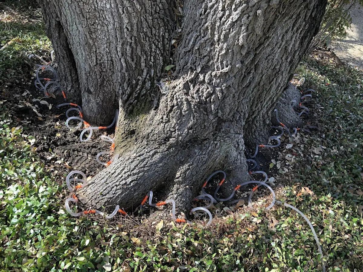 Detailed Tree Cabling and Bracing job site in Metaline Falls