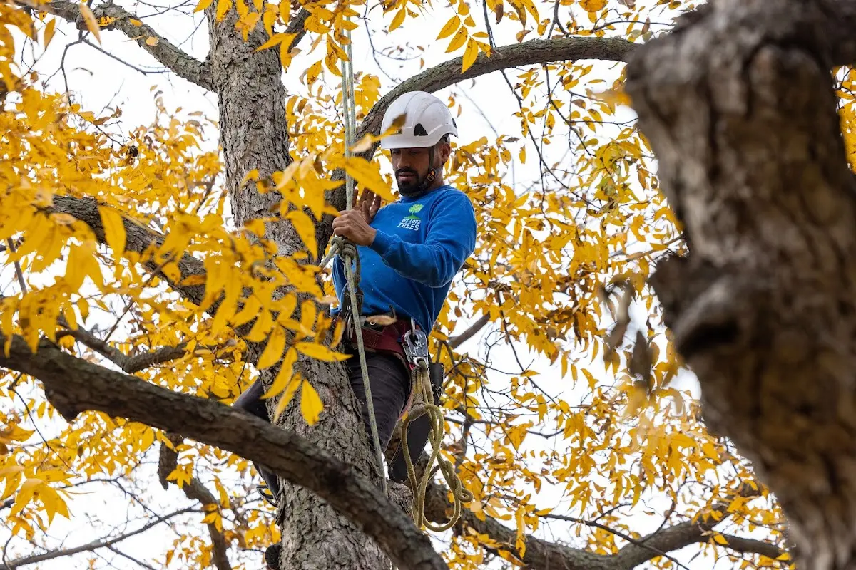 Skilled Tree Pruning crew working in Metaline Falls